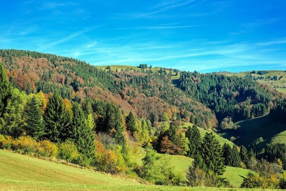 black-forest-1794886_1920 Schwarzwald